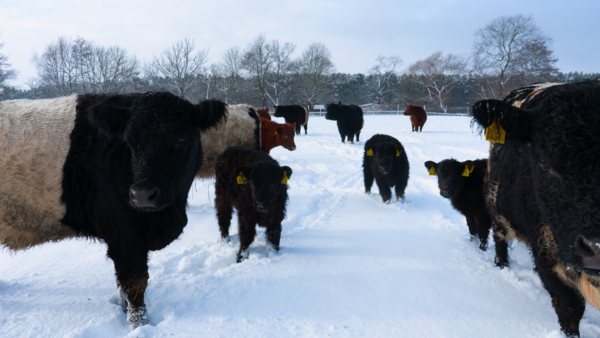 Rinder in Briest auf der Weide Winter